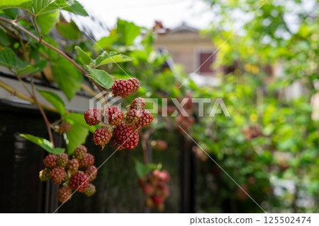 Blackberry fruit colored red 125502474