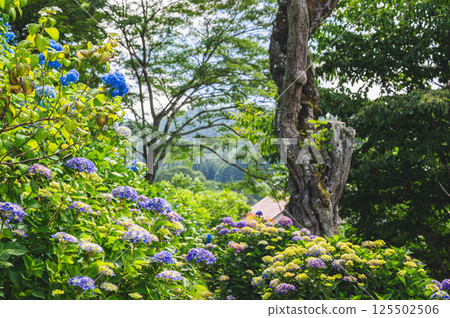 Hydrangeas blooming in Kosaka Park, Okaya City 125502506