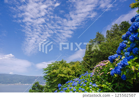 Hydrangeas and Lake Suwa in early summer 125502507