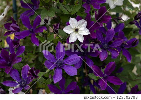 Purple and white clematis flowers Purple and white clematis flowers 125502798
