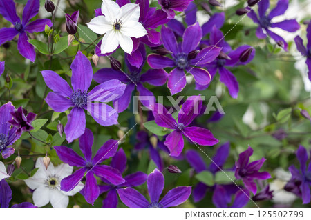 Purple and white clematis flowers 125502799