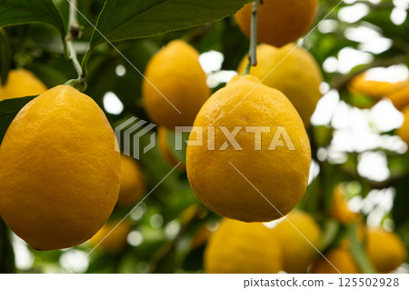 Meyer Lemon Tree with Ripe Yellow Fruits 125502928