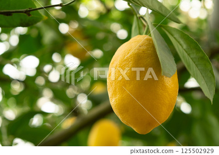 Growing lemon trees in greenhouse, juicy fruit on tree branch close-up. Growing lemon trees in greenhouse, juicy fruit on tree branch close-up. 125502929