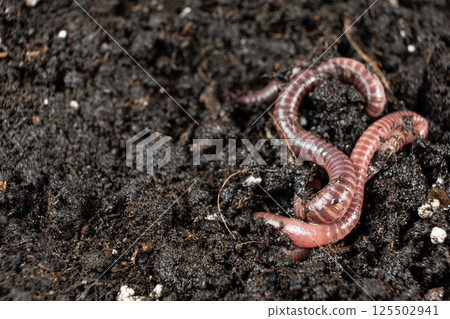 Earthworm on Soil Close-Up Macro View Earthworm on Soil Close-Up Macro View 125502941