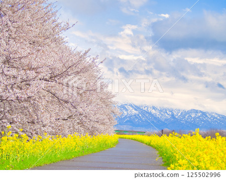 新潟縣新發田市梶川河床的油菜花和櫻花 125502996