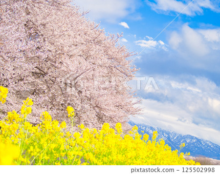 Rape blossoms and cherry blossoms on the Kaji River riverbed, Shibata City, Niigata Prefecture 125502998
