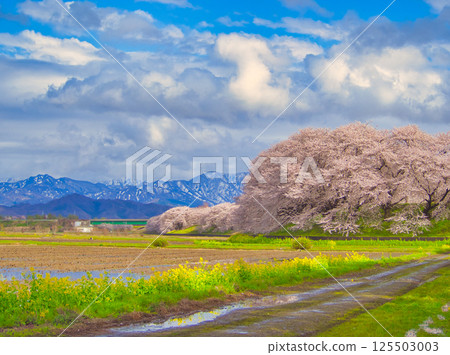 Rape blossoms and cherry blossoms on the Kaji River riverbed, Shibata City, Niigata Prefecture 125503003