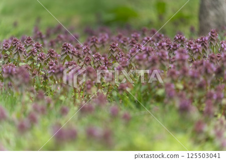 野草 125503041