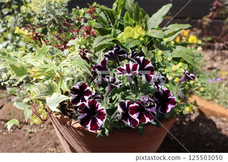 Petunia and color leaf planting Petunia and color leaf planting 125503050