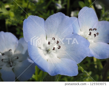 Cheerful Nemophila 125503071