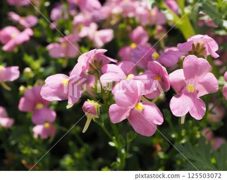 Pink Nemesia cluster 125503072