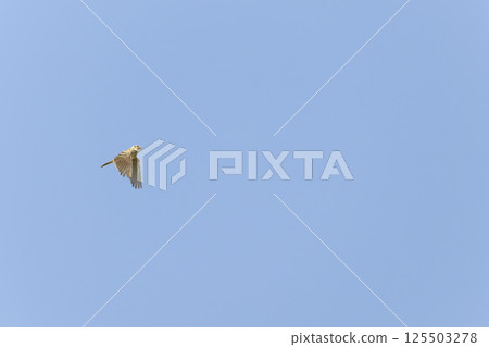 Lark Lark 125503278