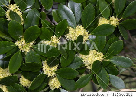 Mochinoki花 125503292