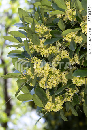 Mochinoki花 125503294