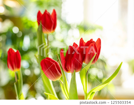 Close up of blooming red tulips in bright morning light For themes of spring, nature inspired design Close up of blooming red tulips in bright morning light For themes of spring, nature inspired design 125503354