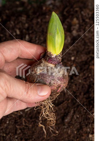 Hand holding a fresh hyacinth bulb before planting, representing gardening education, spring horticulture projects, 125503360