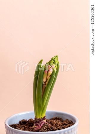 Young hyacinth sprouting in pot on beige Symbol of new beginnings, botanical growth, home gardening Young hyacinth sprouting in pot on beige Symbol of new beginnings, botanical growth, home gardening 125503361