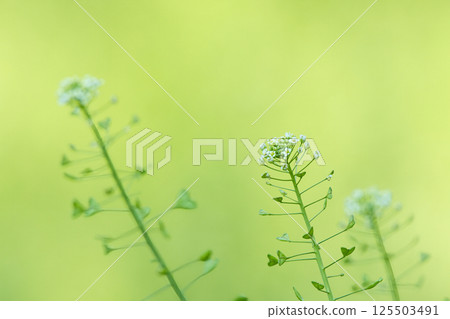 Cute shepherd's purse flower Cute shepherd's purse flower 125503491