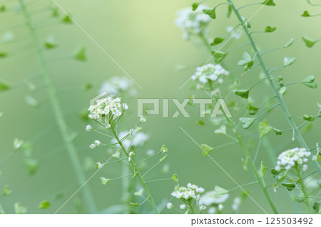 white shepherd flower 125503492