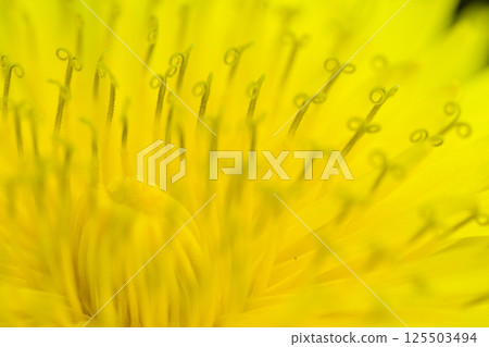 黃色蒲公英花的世界 125503494