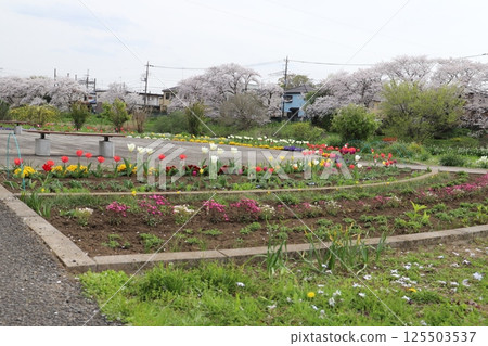 Scenery of colorful tulips, pansies and other flowers blooming in a park in spring, along with Yoshino cherry blossoms 125503537