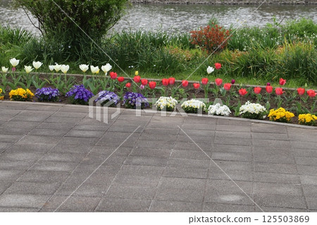 春天，河岸公園裡盛開著色彩繽紛的鬱金香花和三色堇花 125503869