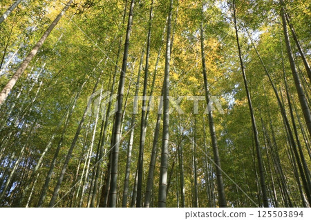 竹林公園內維護良好的竹林 125503894