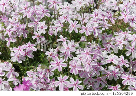 Moss phlox  125504299
