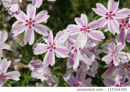 Moss phlox  125504300