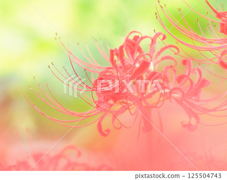 Red spider lilies blooming in the shade Red spider lilies blooming in the shade 125504743
