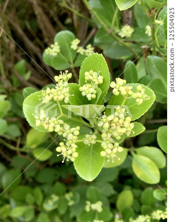 Small flowers bloom together 125504925
