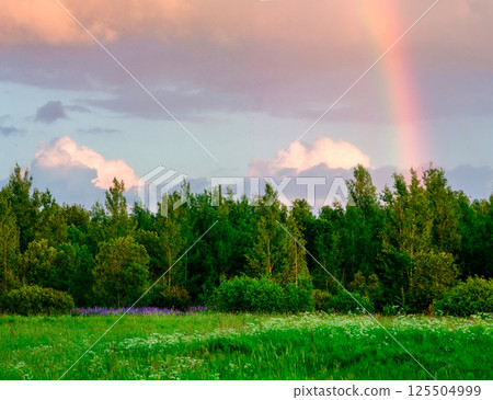 Stunning Rainbow Over Lush Forest at Sunset 125504999