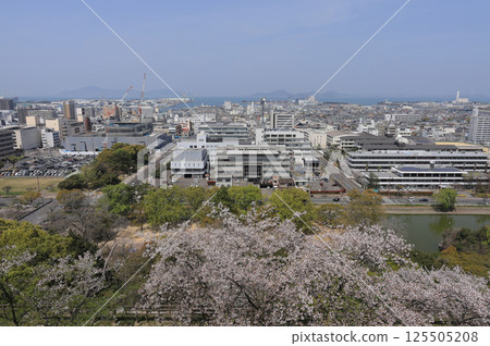 Spring: View of Marugame city and the Seto Inland Sea from Marugame Castle with cherry blossoms in full bloom (New Marugame City Hall, Marugame Port) 125505208