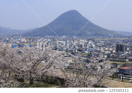 Sanuki Fuji as seen from Marugame Castle in spring with cherry blossoms in full bloom 125505211