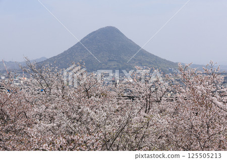 春天,從丸龜城眺望,贊岐富士山,櫻花盛開 春天,從丸龜城眺望,贊岐富士山,櫻花盛開 125505213