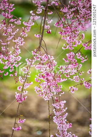[Fukushima Prefecture_Kitakata City] Nicchu Line weeping cherry tree line 125505247