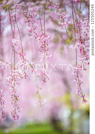[Fukushima Prefecture_Kitakata City] Nicchu Line weeping cherry tree line 125505249