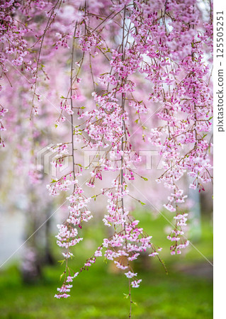 [Fukushima Prefecture_Kitakata City] Nicchu Line weeping cherry tree line 125505251