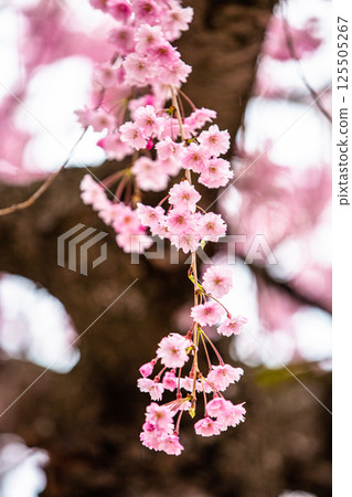 [Fukushima Prefecture_Kitakata City] Nicchu Line weeping cherry tree line 125505267