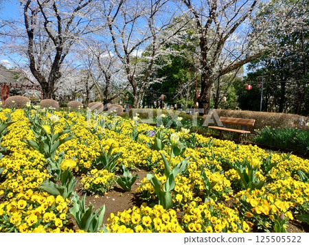 Yellow rape blossoms blooming in the spring park 125505522