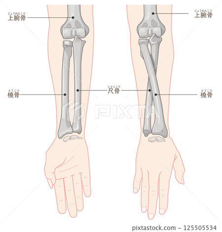 Illustration of forearm pronation and supination Illustration of forearm pronation and supination 125505534