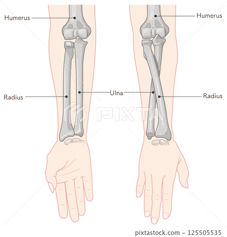 Illustration of forearm pronation and supination 125505535