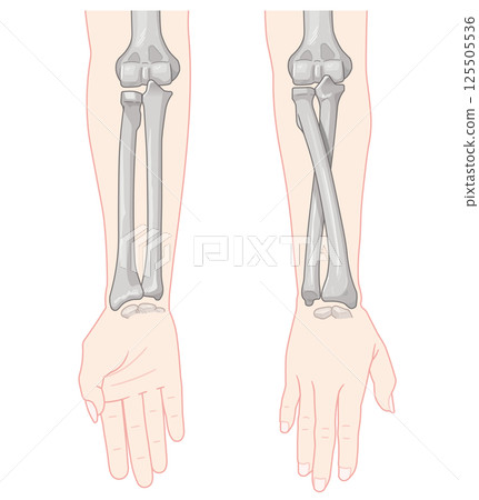 Illustration of forearm pronation and supination 125505536