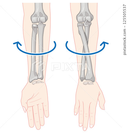 Illustration of forearm pronation and supination 125505537