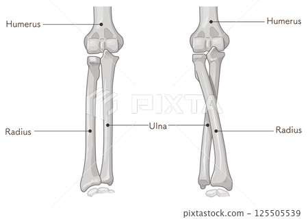 前臂旋前和旋後示意圖 前臂旋前和旋後示意圖 125505539