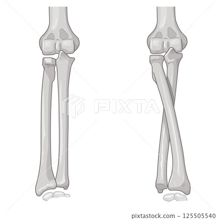 Illustration of forearm pronation and supination 125505540