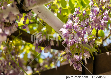 Budding on wisteria trees Budding on wisteria trees 125505810