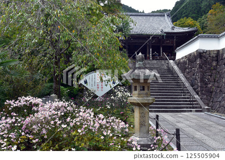 Autumn chrysanthemums at Zenbouji Temple 125505904