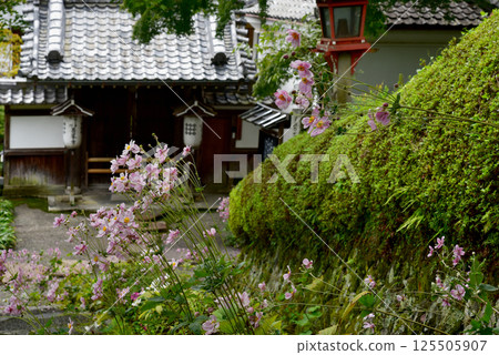 禪法寺本殿的秋菊 125505907