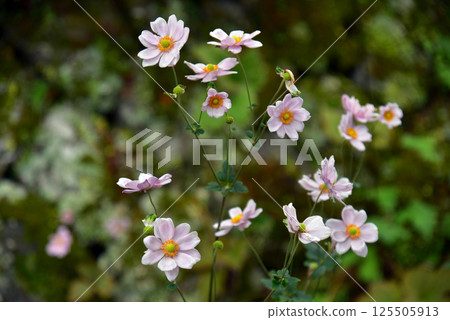 秋季盛開的粉紅秋菊花 秋季盛開的粉紅秋菊花 125505913